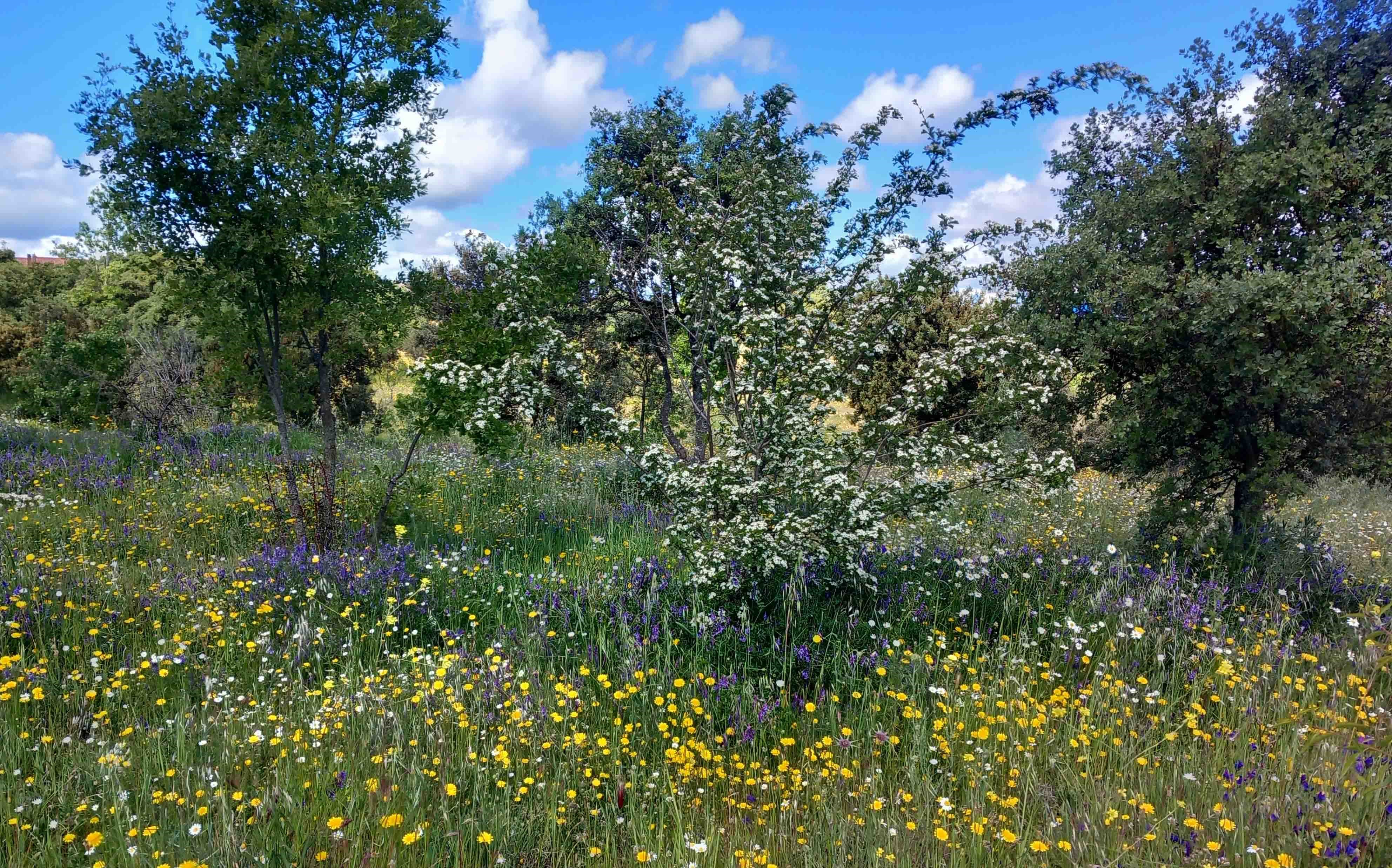 flores 1