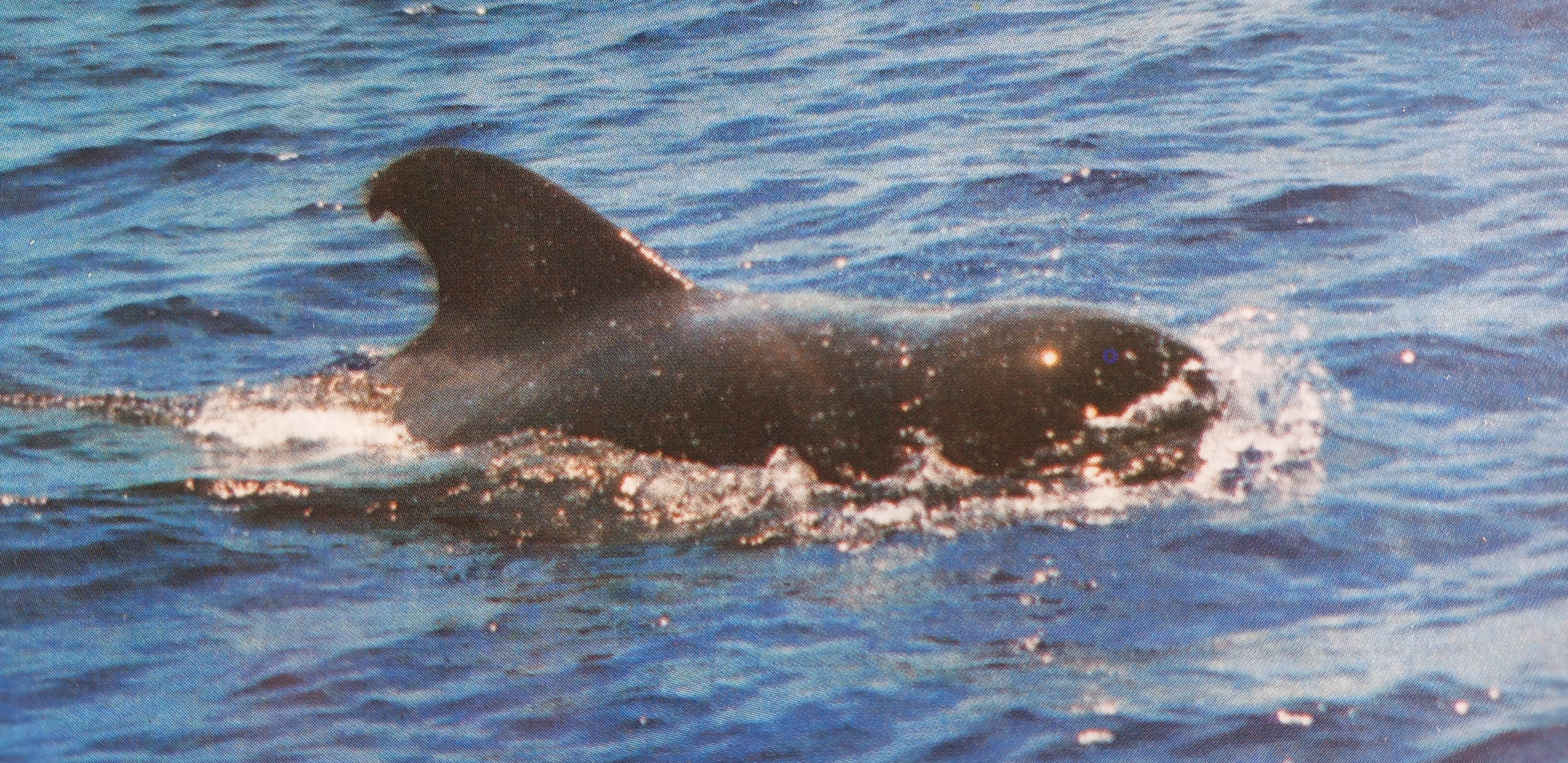 cetaceos