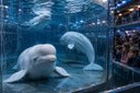 beluga