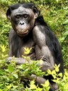 bonobo2