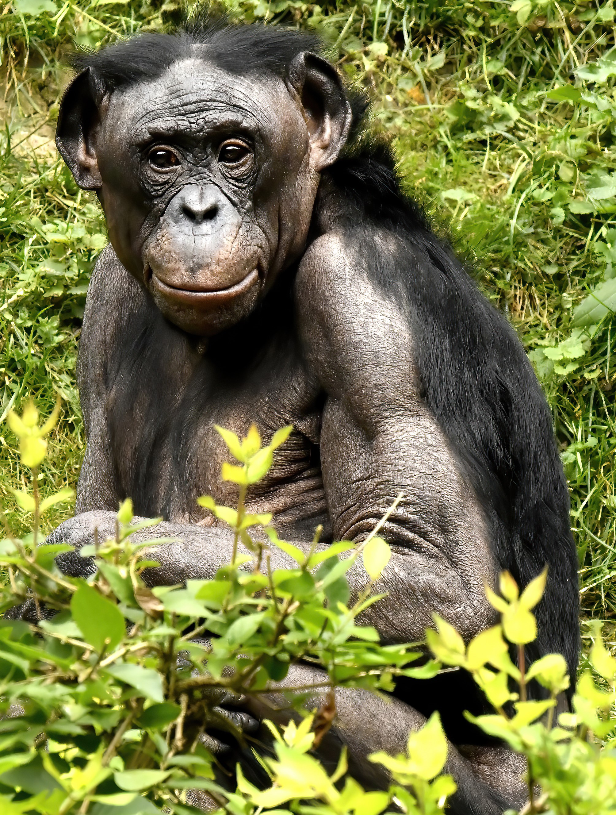 bonobo2