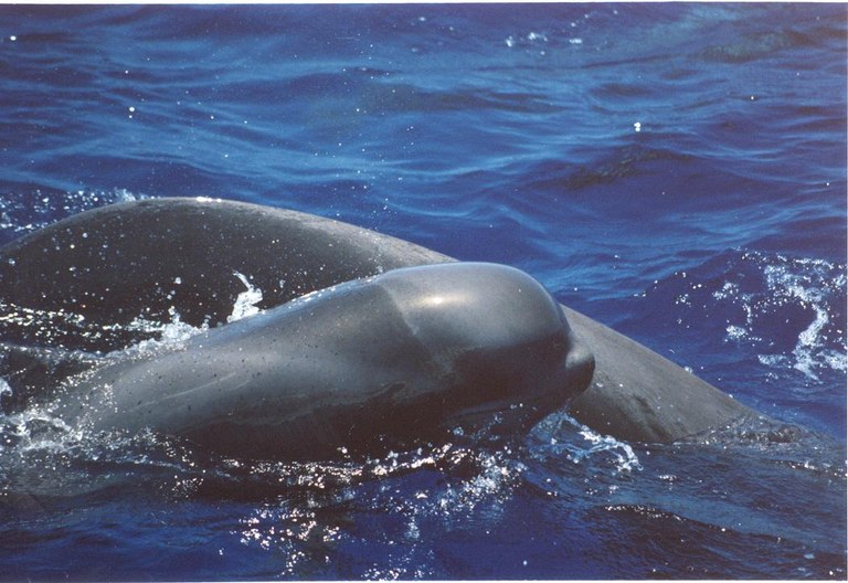 cetaceos2