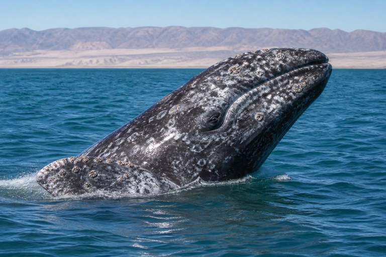 cetaceos cetaceos