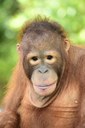 orangutan pedro