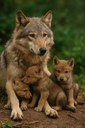 lobo2