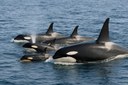 orca