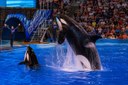 orca
