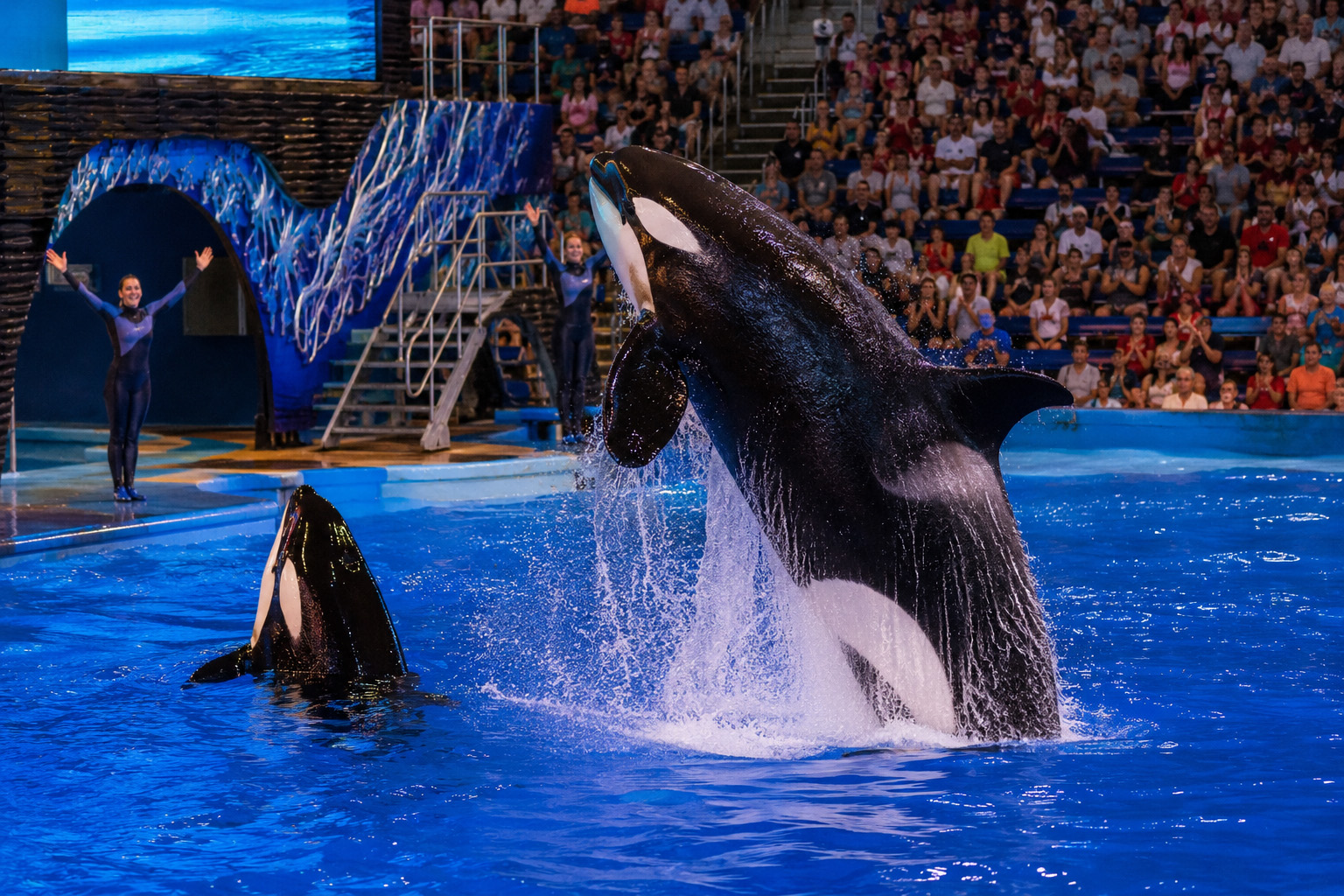 orca
