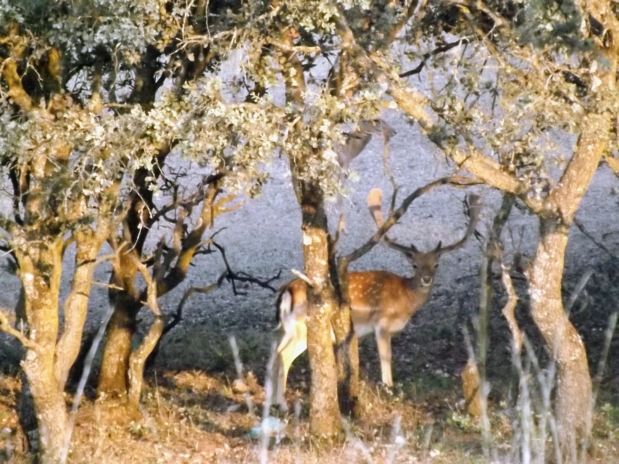 DSCF7120.JPG