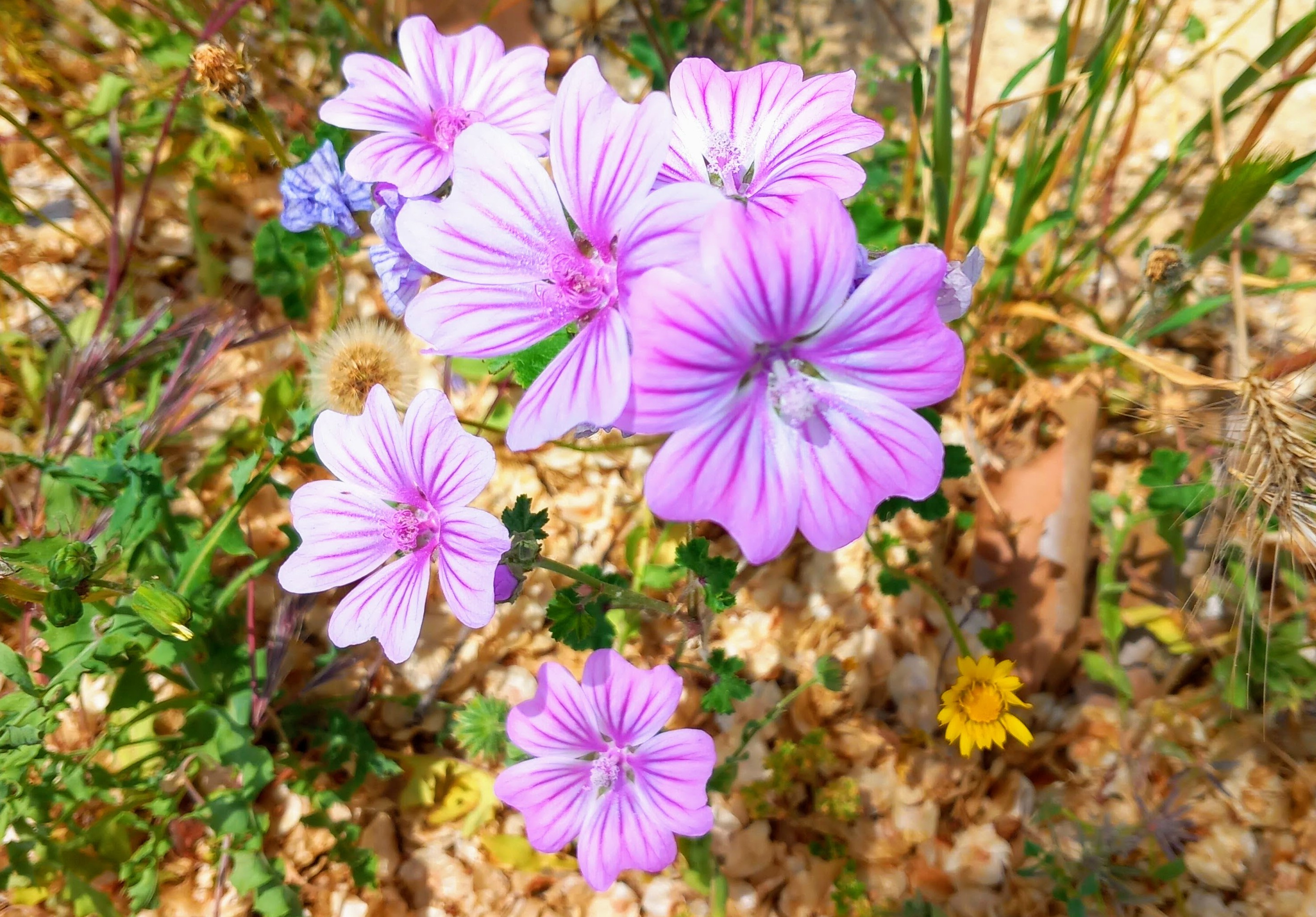 flor dos