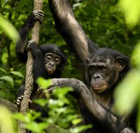 Alegaciones al borrador de la ley de grandes simios