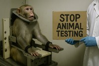Ciencia sin tortura Ciencia sin tortura
