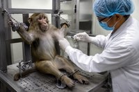 La ciencia y el sufrimiento
