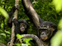 La larga lucha por la ley de grandes simios