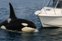 Las Orcas del Estrecho claman su protección Las Orcas del Estrecho claman su protección