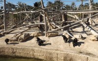 Nuevo zoo en Catarraca (Málaga) Nuevo zoo en Catarraca (Málaga)