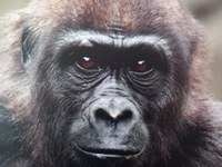 Reunión con el Ministerio Asuntos Sociales sobre ley de grandes simios